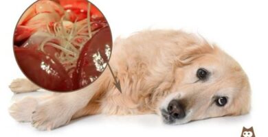 Heartworm u psow objawy leczenie i profilaktyka