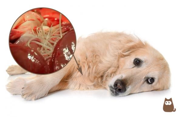Heartworm u psow objawy leczenie i profilaktyka