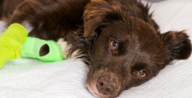 Hemopasozyty u psow przyczyny objawy i leczenie