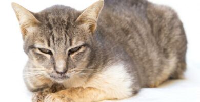 Herpeswirus kotow objawy i leczenie