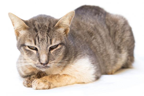 Herpeswirus kotow objawy i leczenie