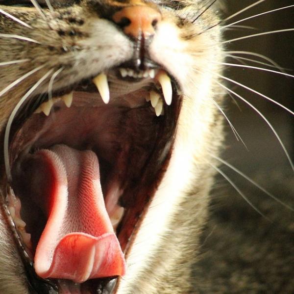 Higiena jamy ustnej krok po kroku dla kotow