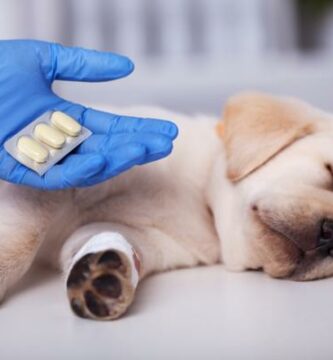 Ibuprofen dla psow dawkowanie i zastosowanie