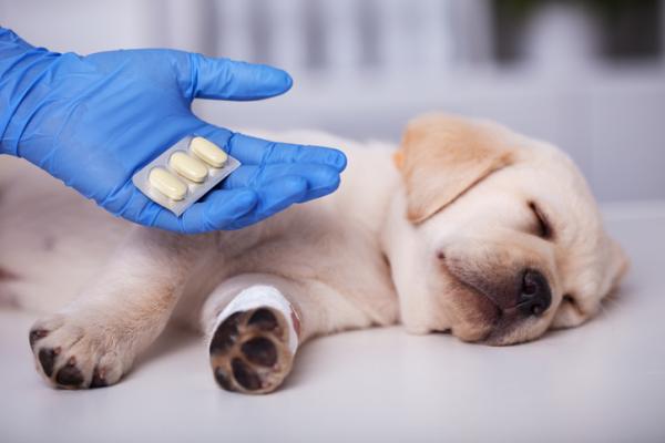 Ibuprofen dla psow dawkowanie i zastosowanie