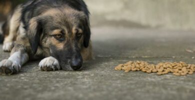Ile dni pies moze wytrzymac bez jedzenia