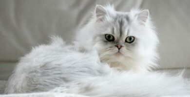 Imiona dla kotow perskich samce i samice