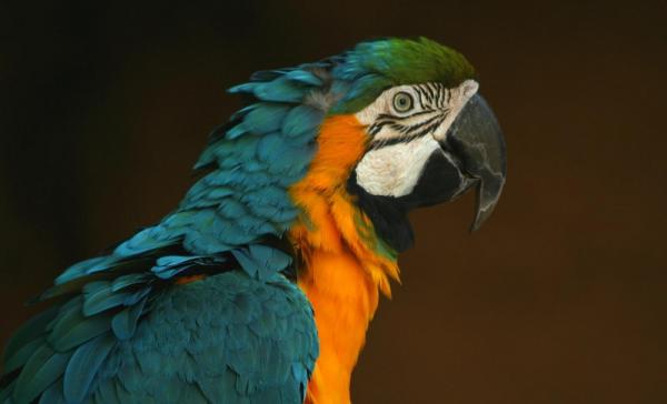 Imiona dla papug oryginalne i piekne