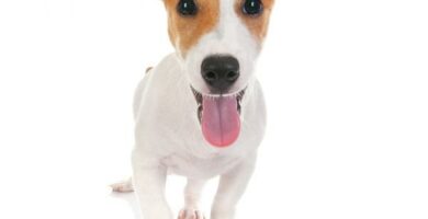 Imiona dla psow rasy Jack Russell Terrier