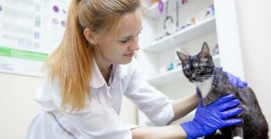 Itrakonazol dla kotow dawkowanie i sposob podawania