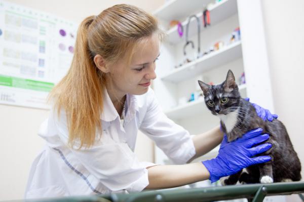 Itrakonazol dla kotow dawkowanie i sposob podawania