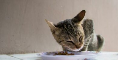 Jak dlugo kot moze wytrzymac bez jedzenia