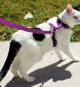 Jak nauczyc kota chodzic na smyczy