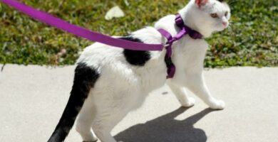 Jak nauczyc kota chodzic na smyczy
