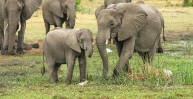 Jak rodza sie slonie