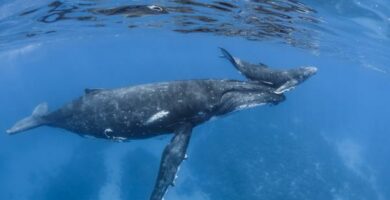 Jak rodza sie wieloryby
