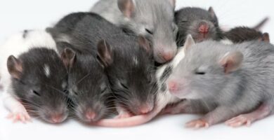 Jak rozmnazaja sie szczury