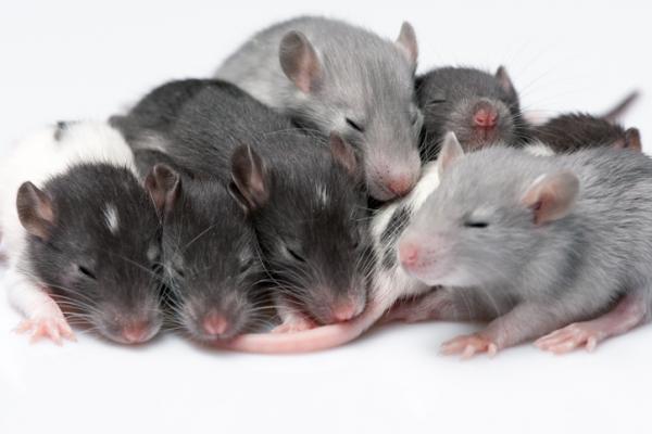 Jak rozmnazaja sie szczury