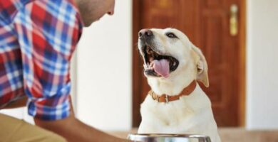 Jak wybrac karme dla psow z nadwaga