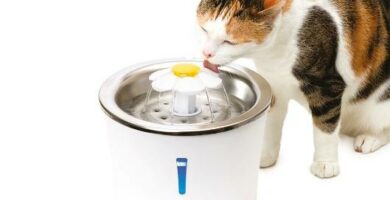 Jak zmusic kota do picia wody