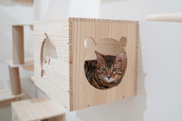 Jak zrobic dom dla kotow