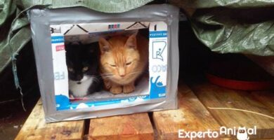 Jak zrobic drewniany domek dla kota