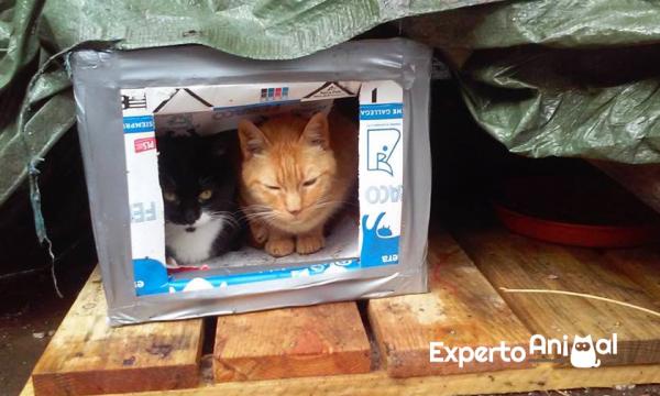 Jak zrobic drewniany domek dla kota