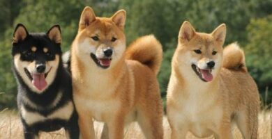Japonskie imiona dla psow