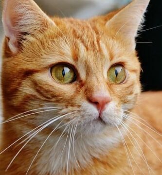 Kardiomiopatia przerostowa kotow objawy i leczenie