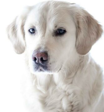 Kardiomiopatia przerostowa u psow objawy i leczenie