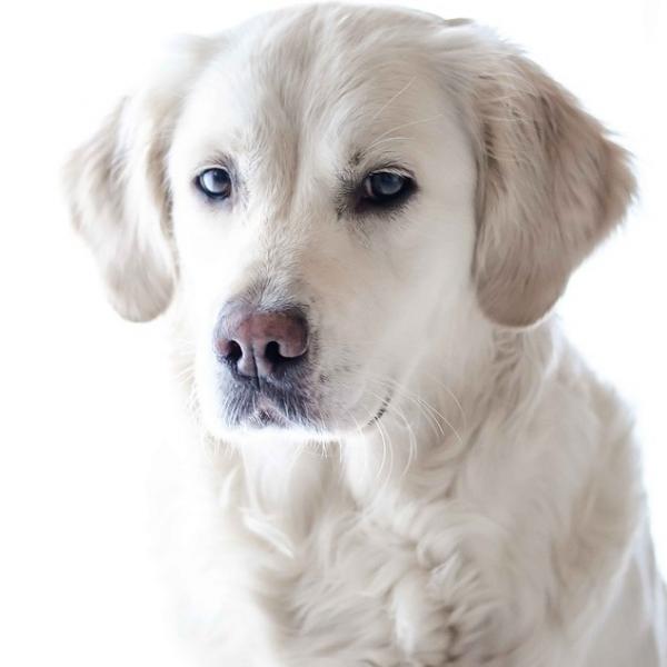 Kardiomiopatia przerostowa u psow objawy i leczenie