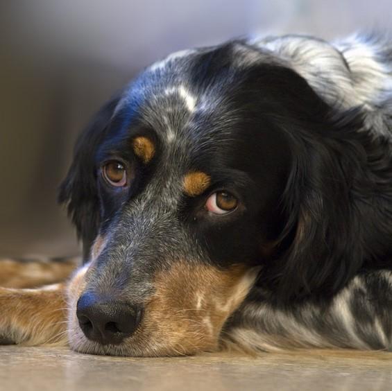 Kardiomiopatia rozstrzeniowa psow objawy i leczenie