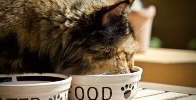 Karmniki dla kotow – rodzaje i jak wybrac najlepszy