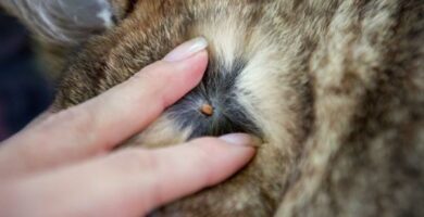Kleszcze u kotow objawy i jak je usunac
