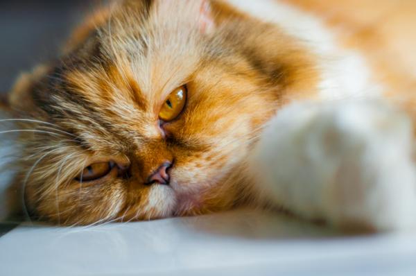 Kokcydioza u kotow objawy i leczenie