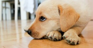 Kokcydioza u psow objawy leczenie i zarazenie