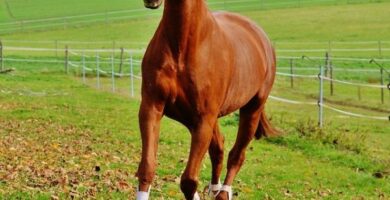 Kolka u koni objawy i leczenie