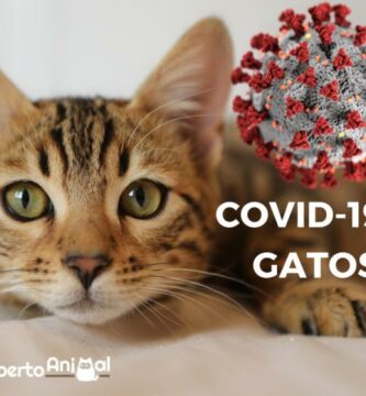 Koronawirus i koty – co wiemy o COVID 19