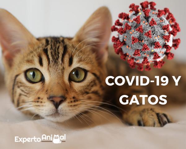 Koronawirus i koty – co wiemy o COVID 19