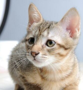 Koronawirus kotow objawy i leczenie
