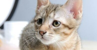 Koronawirus kotow objawy i leczenie