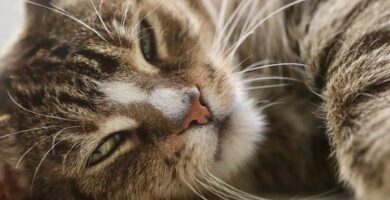 Leiszmanioza u kotow objawy zarazenie i leczenie