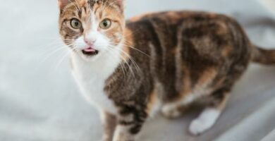 Lek separacyjny u kotow objawy i leczenie