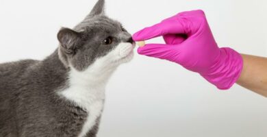 Leki przeciwhistaminowe dla kotow dawkowanie marki i skutki uboczne