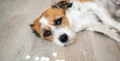Leki przeciwhistaminowe dla psow marki dawkowanie i skutki uboczne