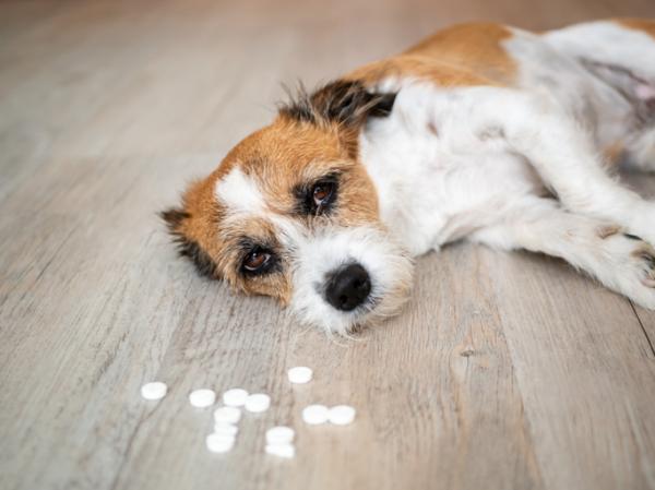 Leki przeciwhistaminowe dla psow marki dawkowanie i skutki uboczne