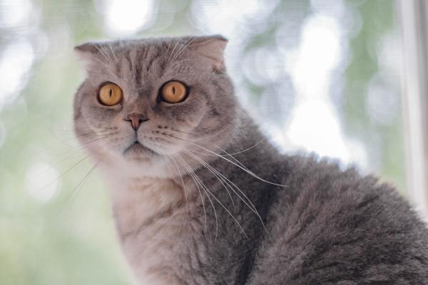 Leptospiroza u kotow objawy i leczenie