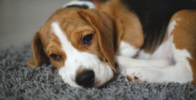 Leptospiroza u psow przyczyny objawy i leczenie