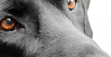 Lojotok u psow przyczyny i leczenie