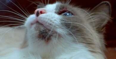 Malassezia u kotow objawy i leczenie