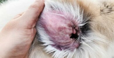 Malassezia u psow objawy zarazenie i leczenie
